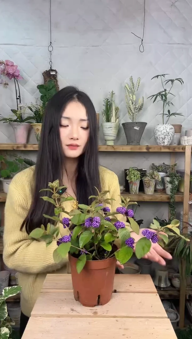 无花朵953紫珠育苗盆