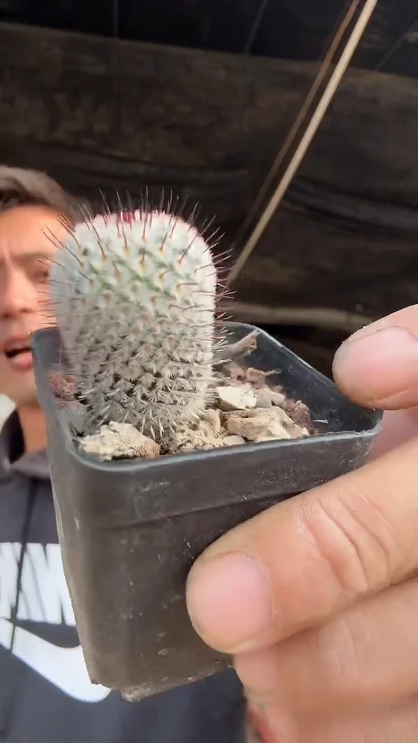 实生直刺佩雷29.99