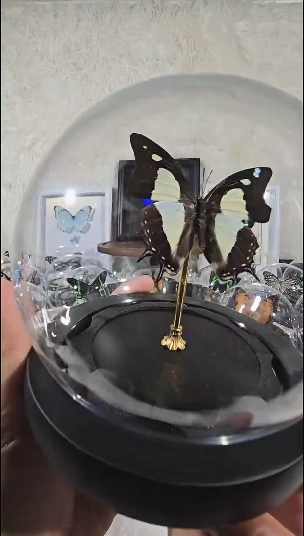 窄版二尾蛱蝶水晶球