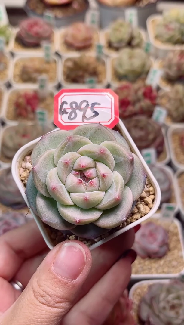 【闪购商品】一物一拍G895宫灯