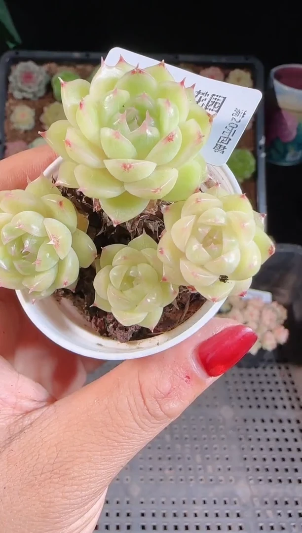 1108-219麦秆群不包整