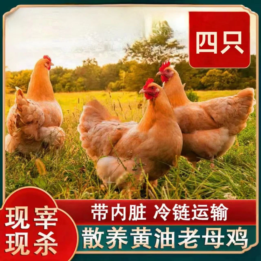 放养黄油老母鸡  4只净重10斤