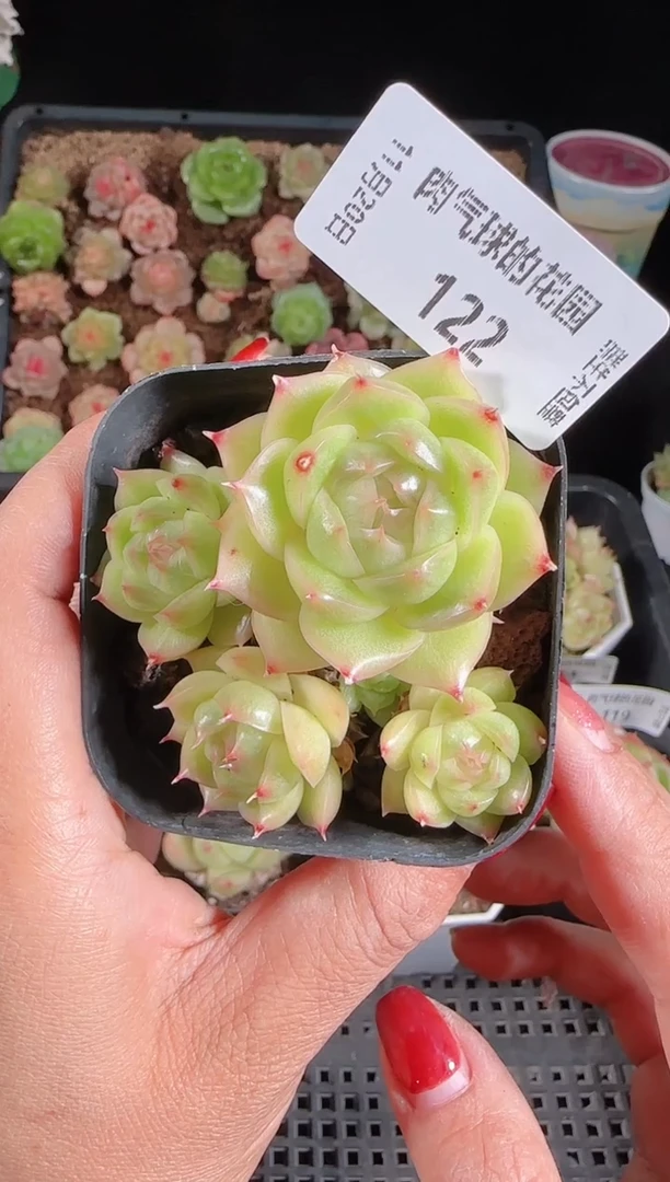 1120-122群生不包整