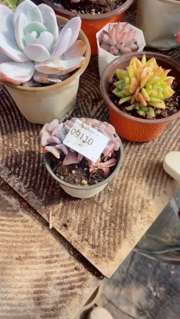 燕*?跃跃精品多肉09110