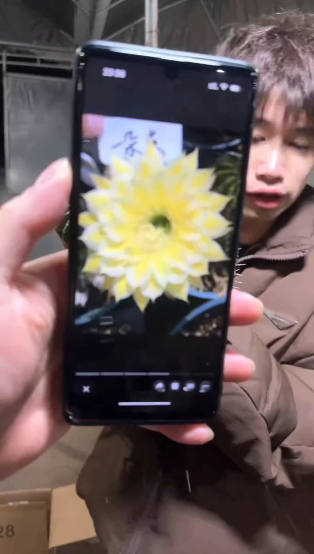 2颗 大金刚彩草 8-11cm 不指定带崽