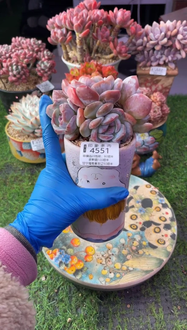 昆明印象多肉4551