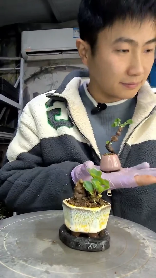 天**大中青园艺一物一拍花479