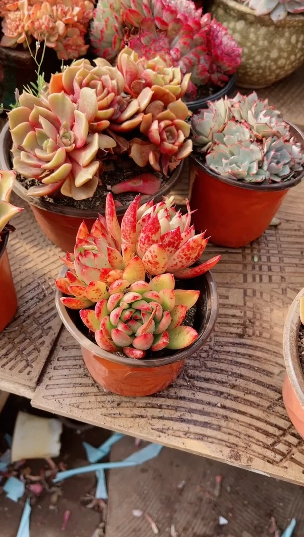 【闪购商品】19263多肉