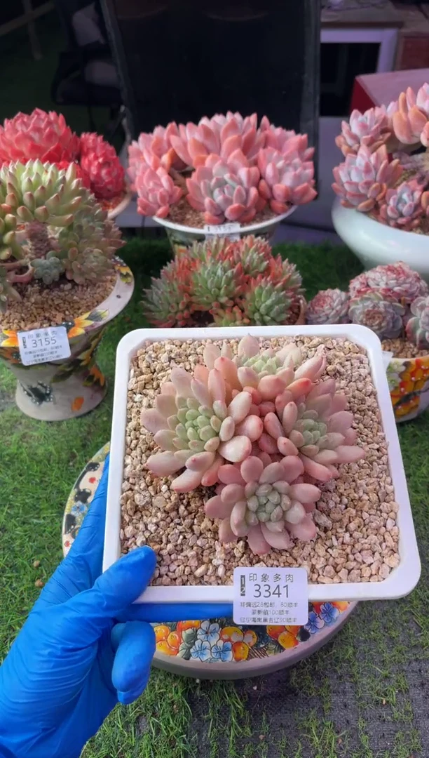昆明印象多肉3341