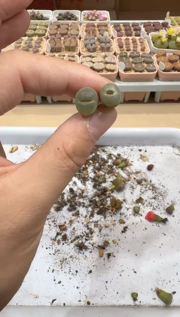 多肉植物肉锥脱土发29-264