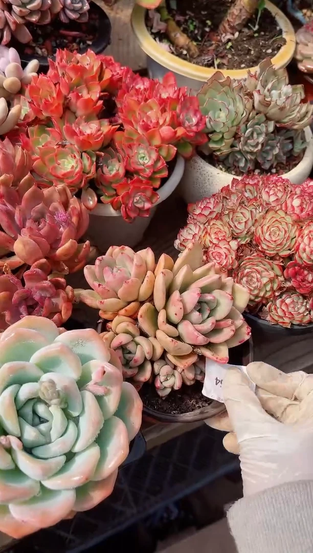 【闪购商品】19064