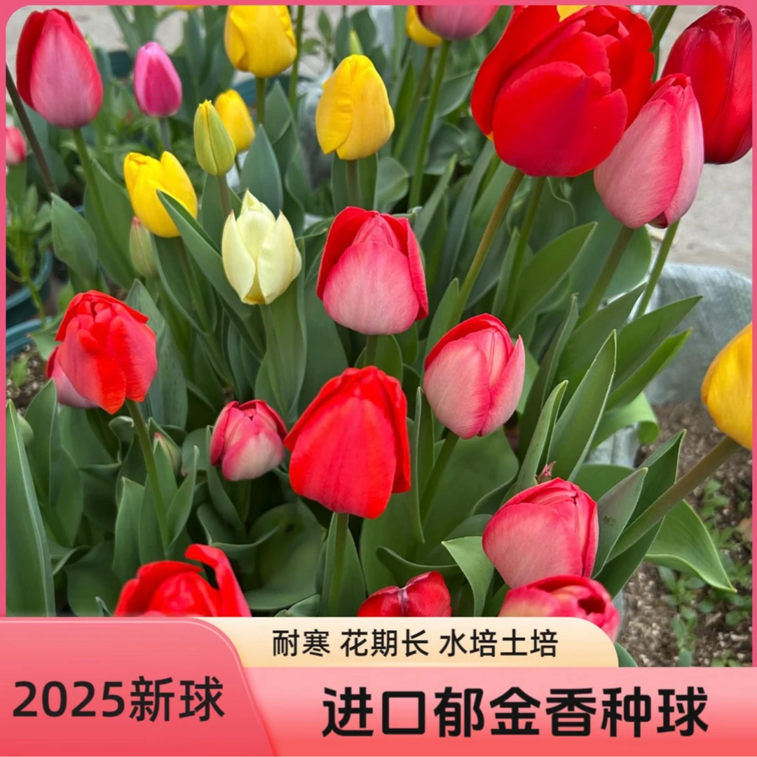 进口郁金香种球耐寒多年生开花爆满四季开花水培土培阳台花盆种植