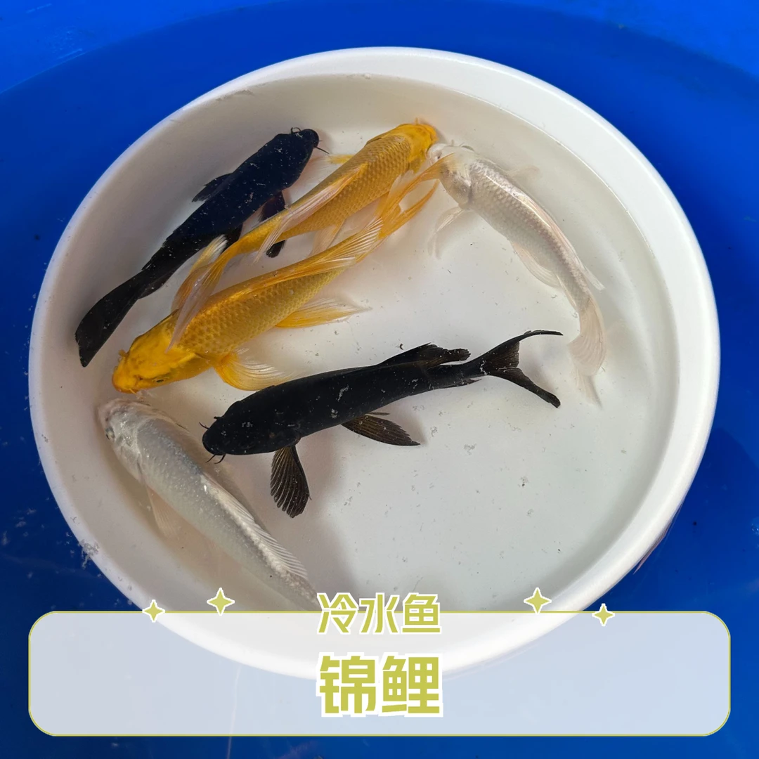 鸿锦源观赏鱼【锦鲤】冷水鱼