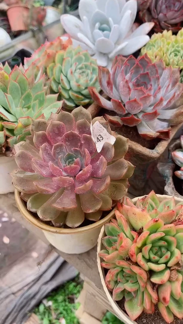 記****ゝ多肉植物一物一拍19143