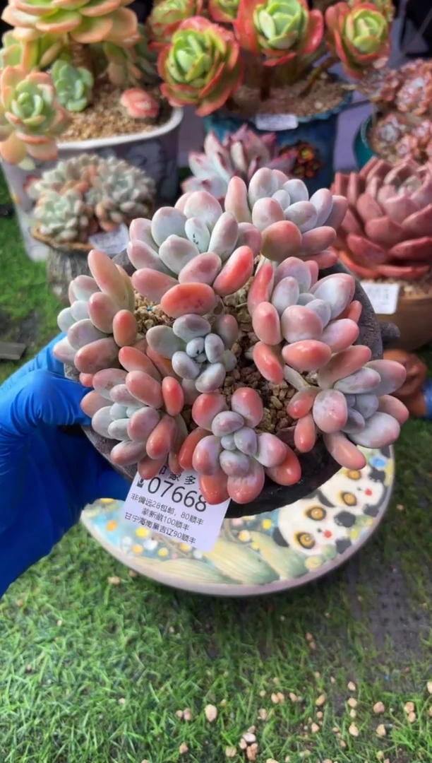 昆明印象多肉07668