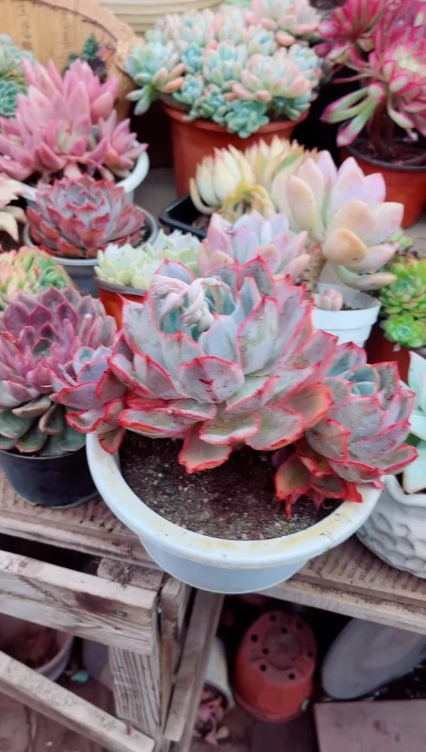 香**泡18037多肉植物一物一拍