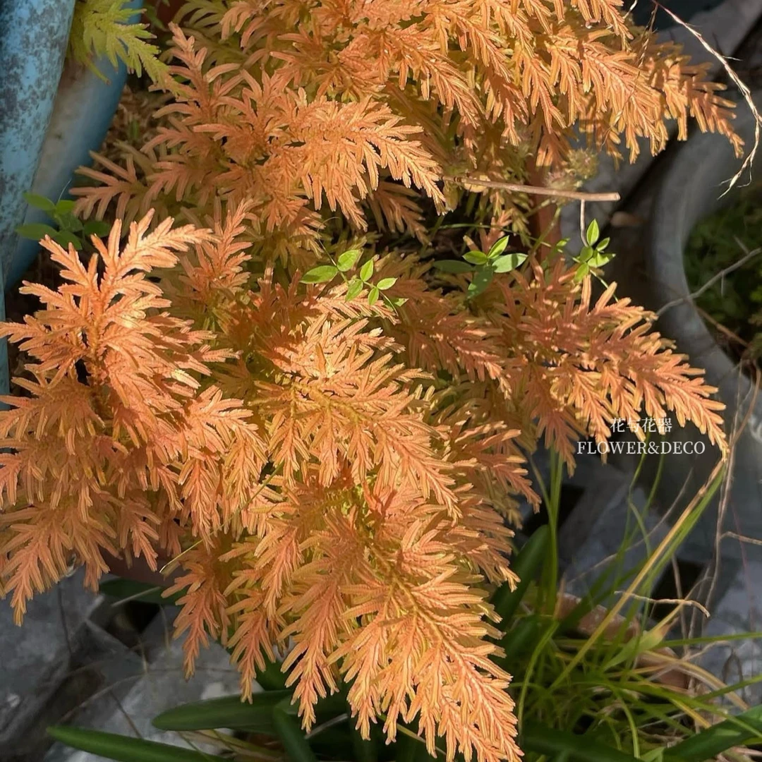 日本蹄盖蕨 紫色画蕨 还有日本黄金蕨多年生耐寒蕨耐阴彩色蕨类