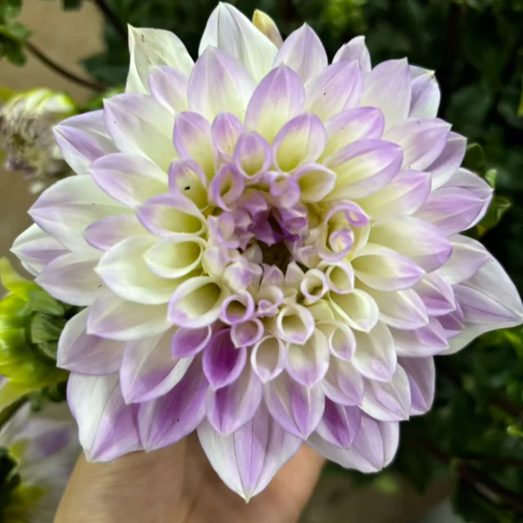 [拉姆齐]修剪发货，没有花！！！！