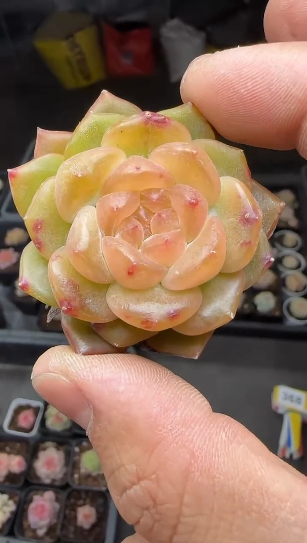 【闪购商品】一物一拍0216—368