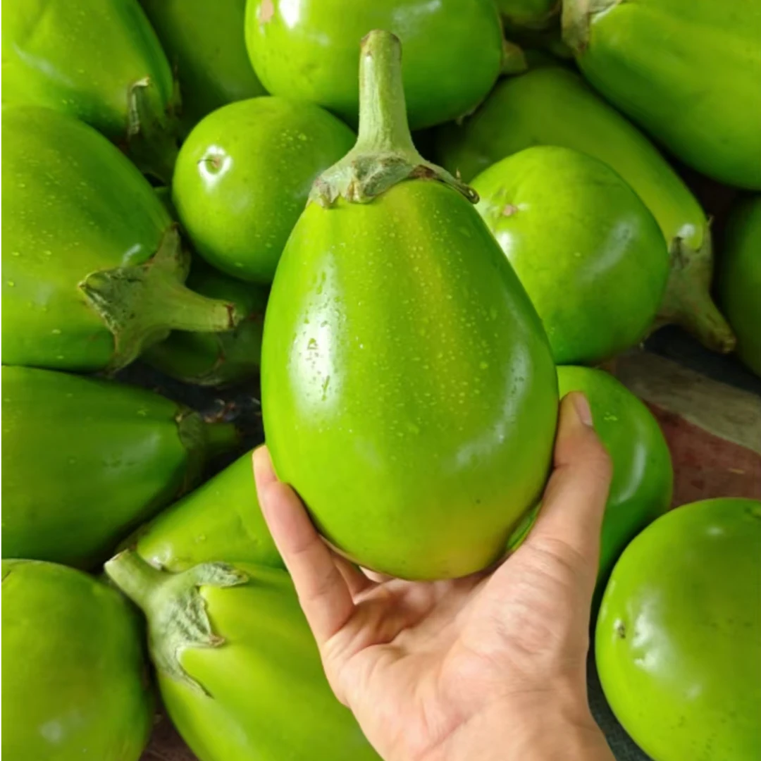 5斤装河南农户自种青茄子小绿茄无籽当天采摘炒菜佳选