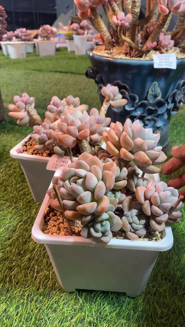 【闪购商品】0747a