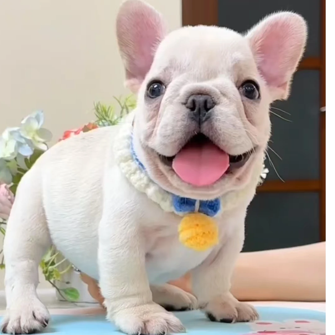 【云南名宠】金毛 边牧 阿拉斯加  比熊 活体狗狗