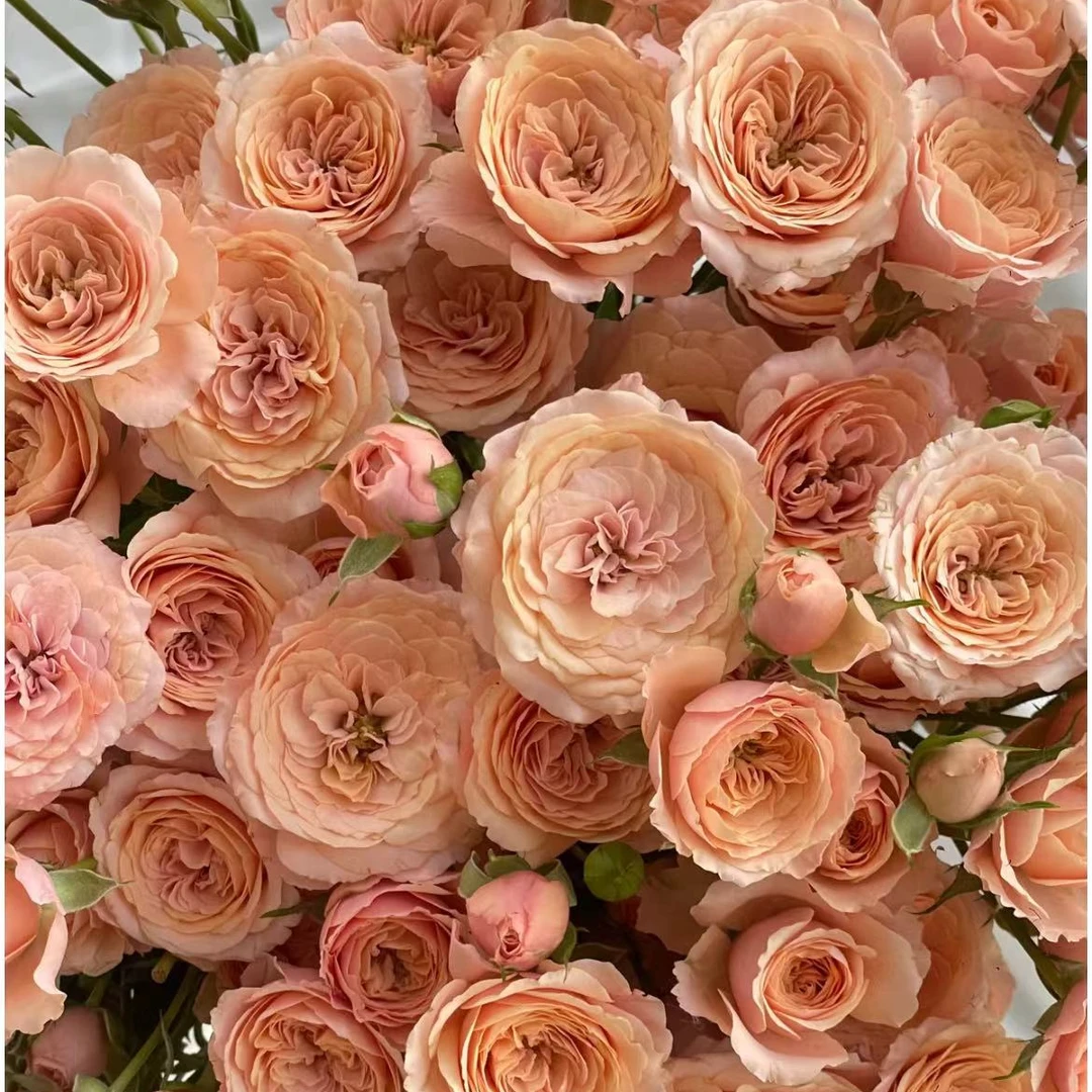 【一品花集】新品【檀烟簇锦】多头玫瑰层干净一单包邮花艺处理产品