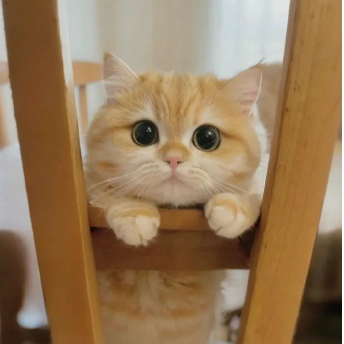 【Cotton专属】萌宠猫咪直播专用链接825