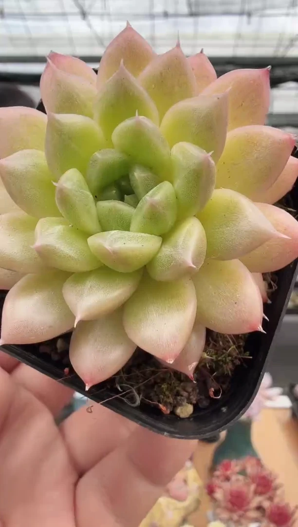 东云多肉园新款-126