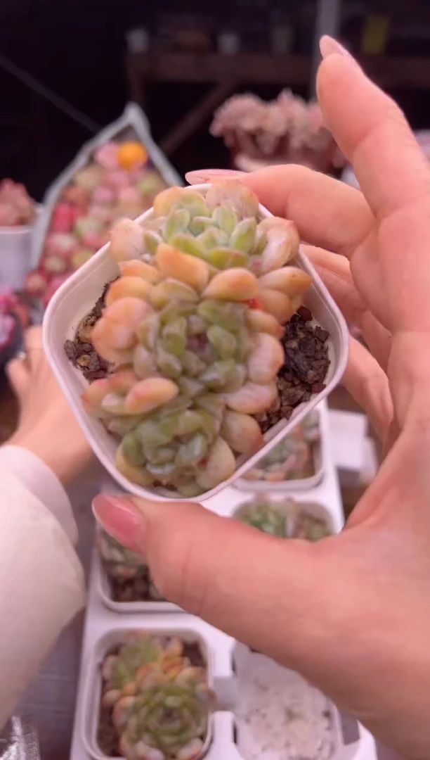 方盆三头白恋一颗