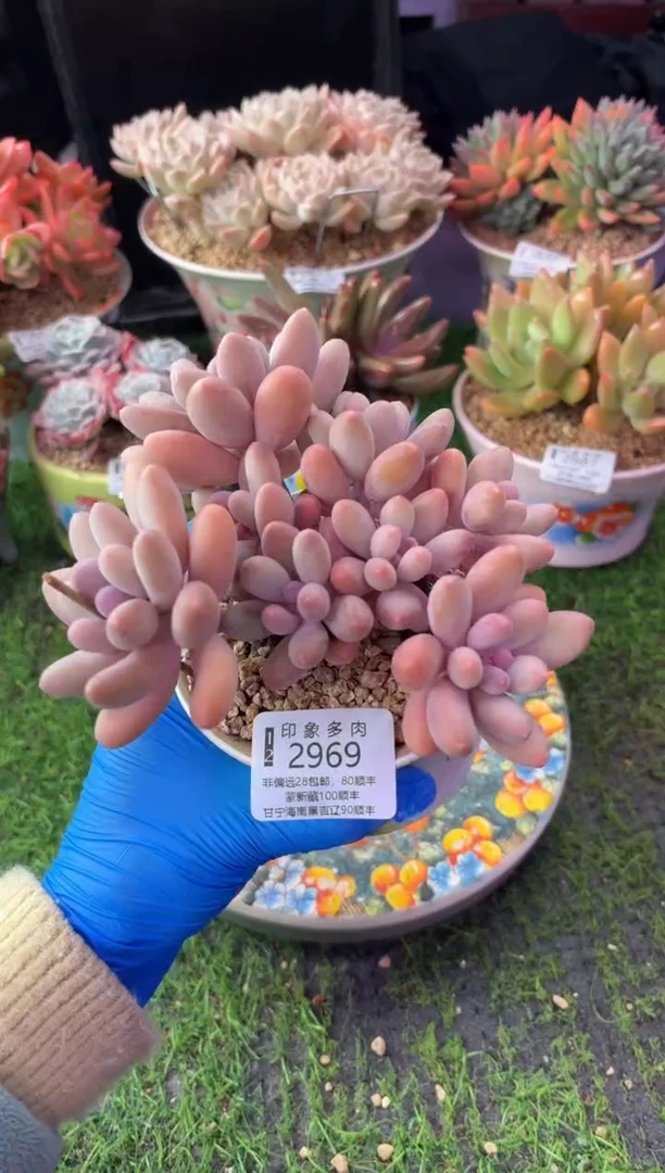 昆明印象多肉2969