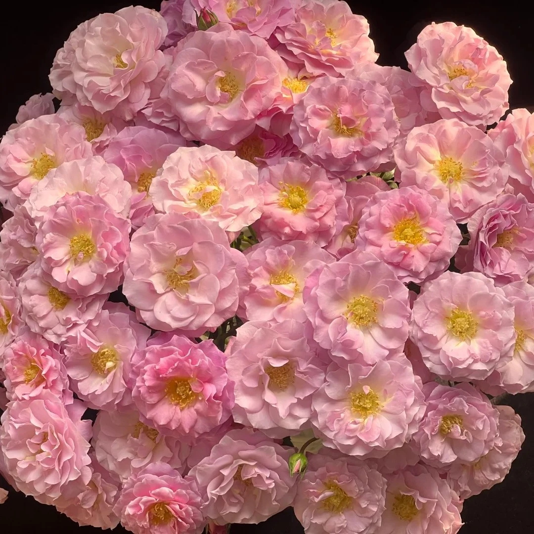 【云南鲜花】多头（云斗幻梦）玫瑰 1单普通包邮，2单以上顺丰冷链