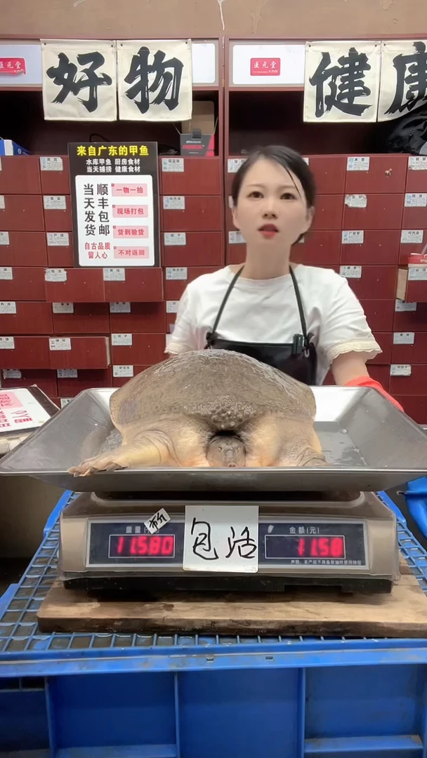 中国大陆11.5斤一只
