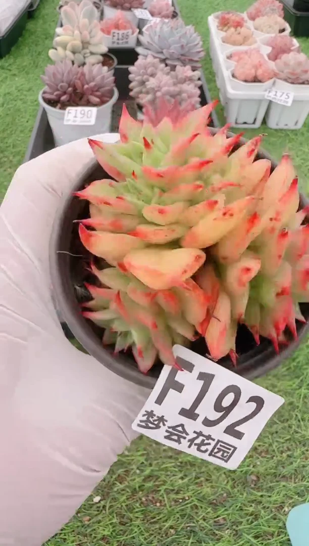 【闪购商品】梦会多肉一物一拍