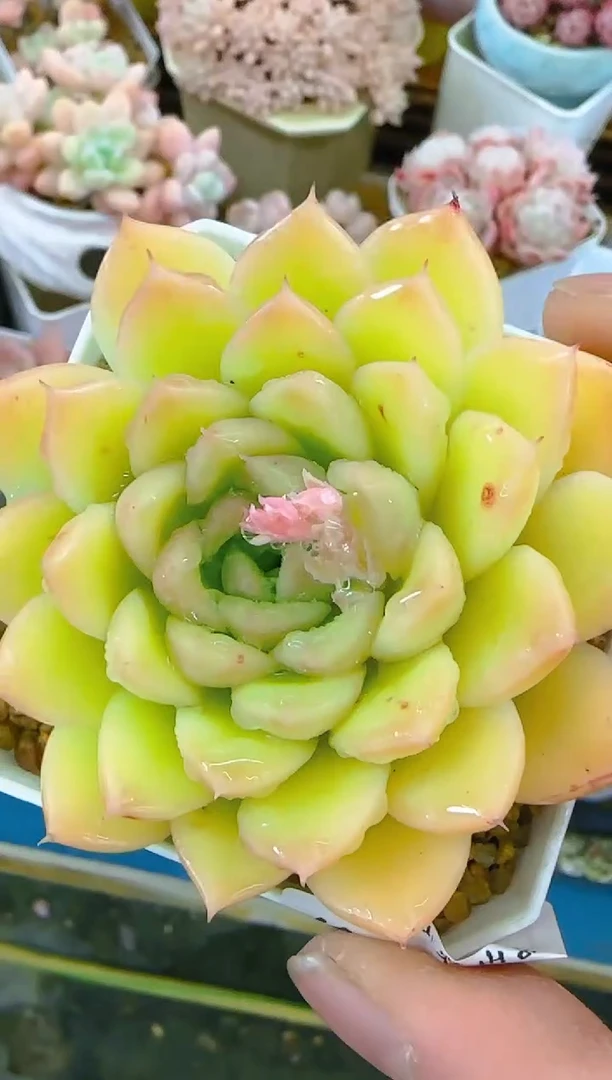 【闪购商品】凭—971—仙农（金荷）