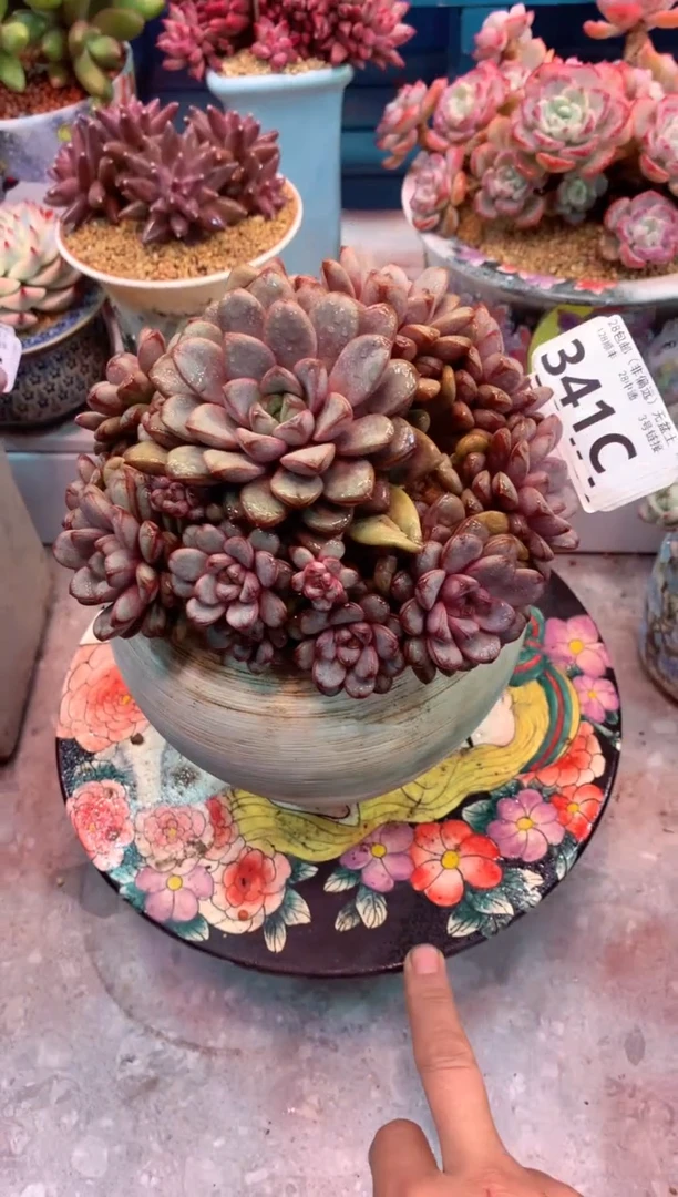 葡萄341C（一物一拍，精品多肉，w所见即所得 ）