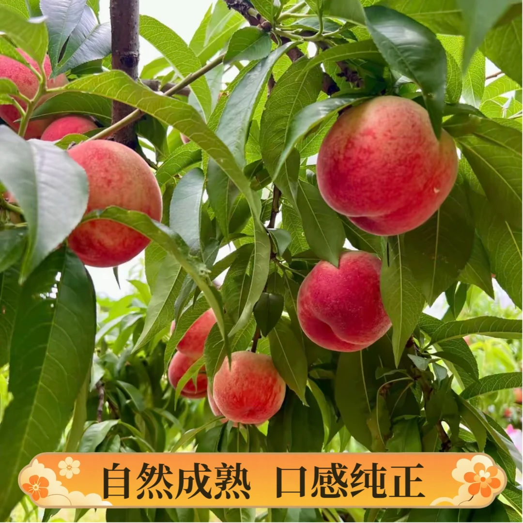 【顺丰包邮】徐州新沂踢球桃子蜜桃应季新鲜采摘脆甜多汁产地直发