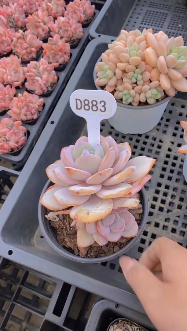 【闪购商品】D883-奶茶双头