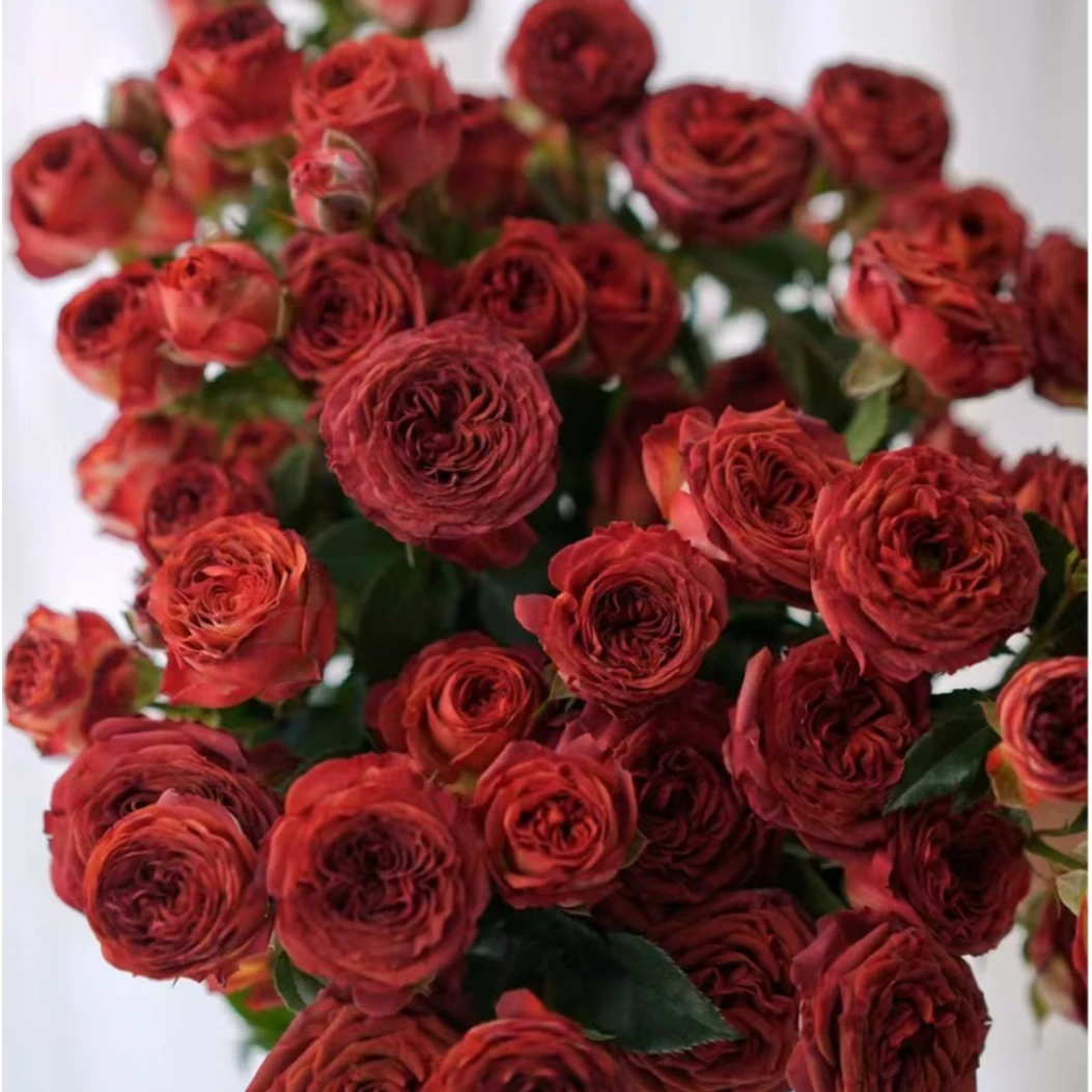 巧克力泡泡多头 玫瑰云南基地直发