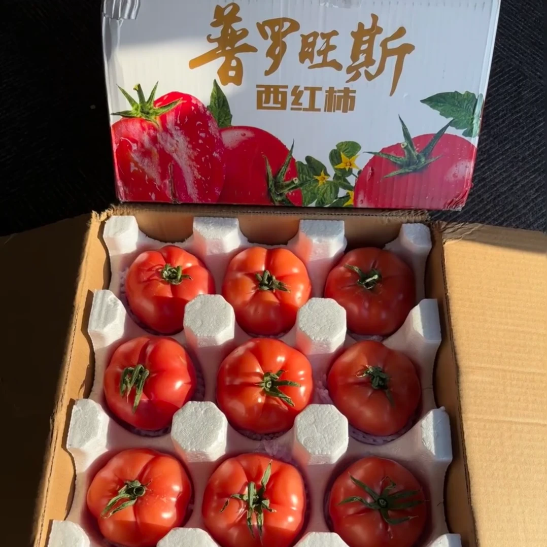 正宗普罗旺斯大番茄苗大西红柿苗鸡蛋番茄苗圣女果苗四季阳台番茄