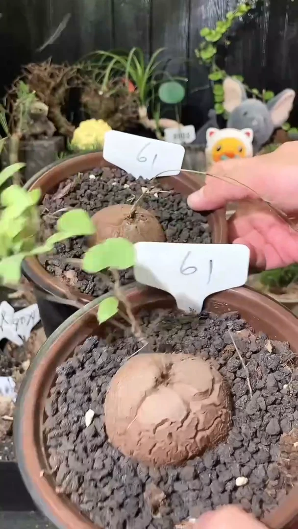 61号1025福利特价南非龟甲龙套餐