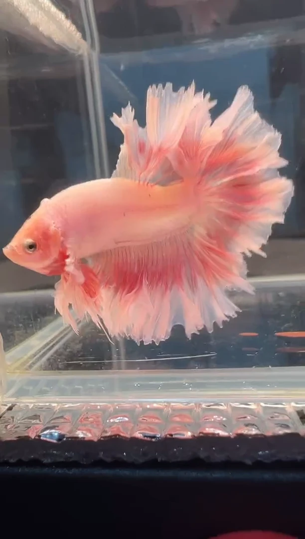 斗鱼斗鱼绣球大耳朵有钙化