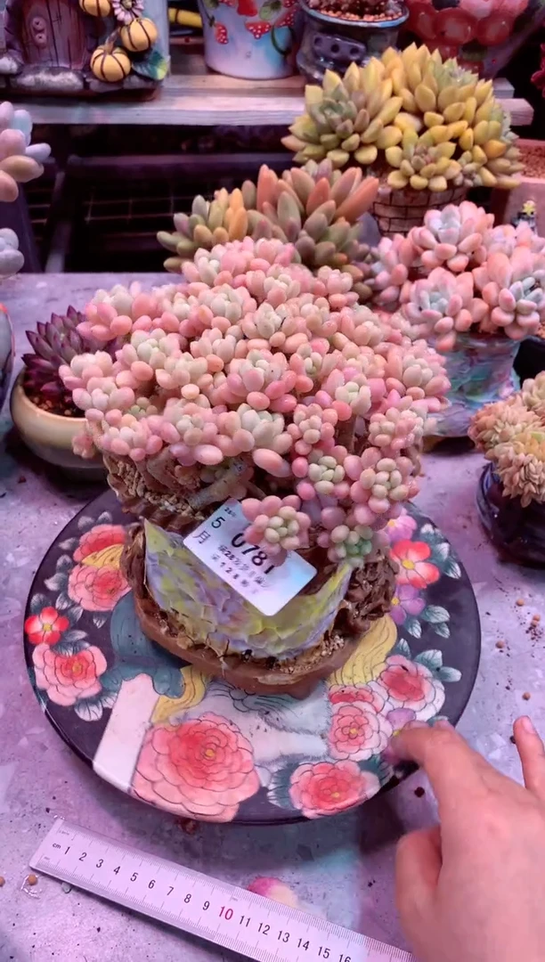 0781鱼子酱带盆价啊啊啊啊啊啊