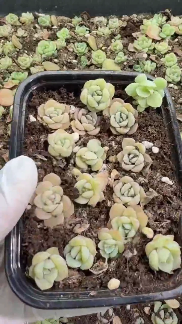 谪仙 切糕1盒 量拍混发