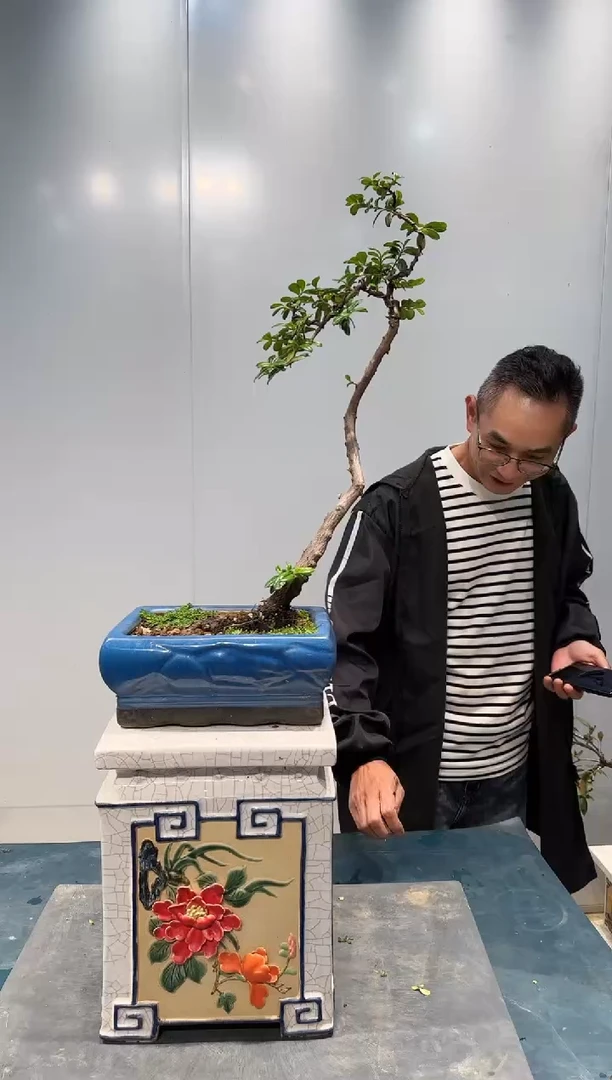 无花朵海岛翠米茶