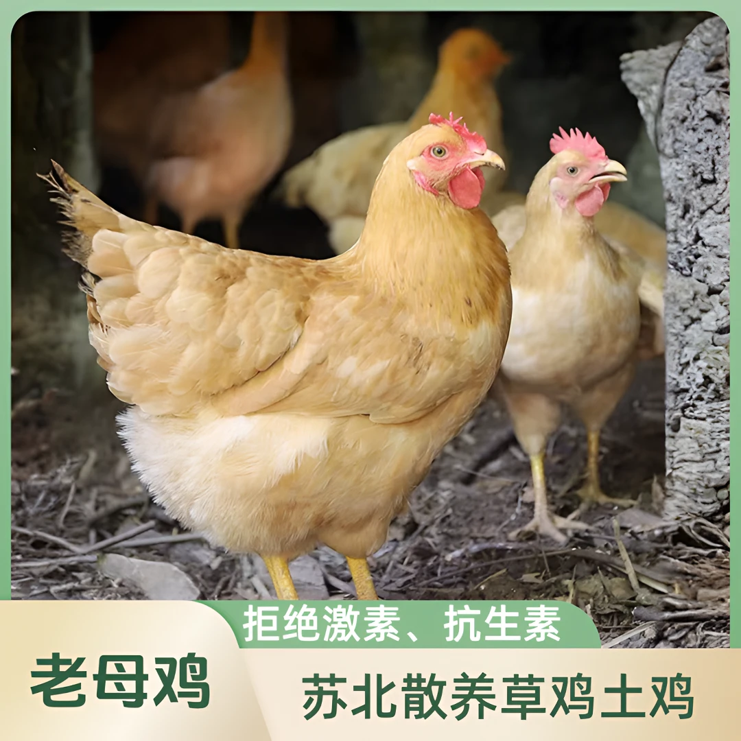 薛佬帝苏北草鸡生态农家散养土鸡老母鸡单只2.6斤左右冷链包邮