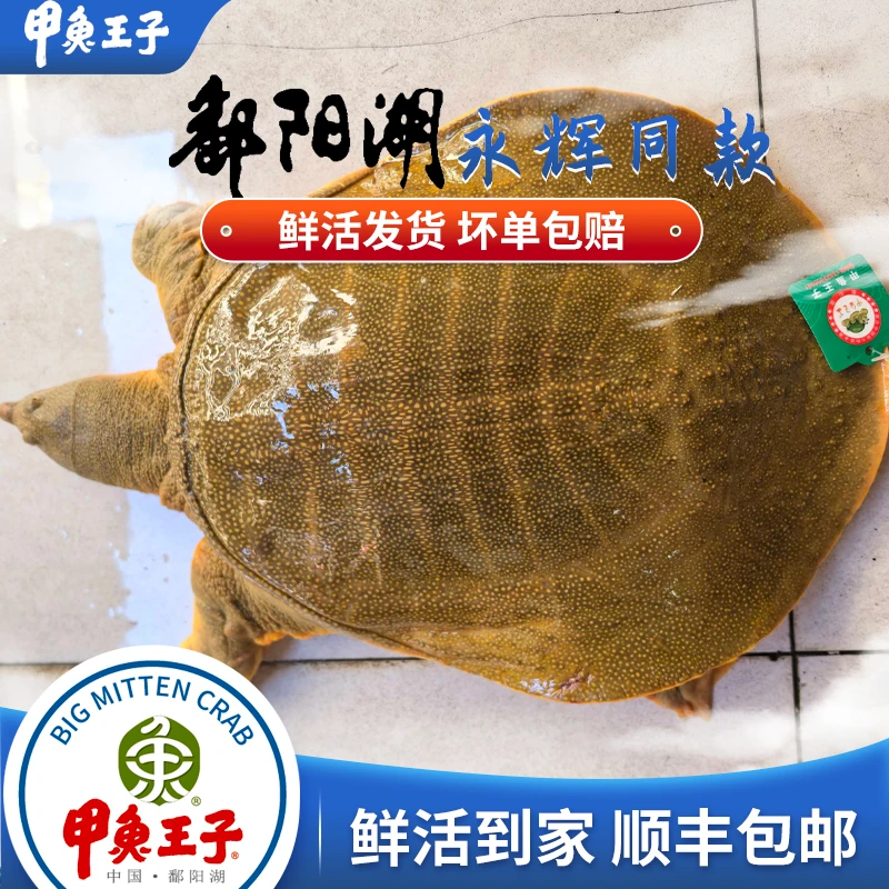 【甲鱼王子】外塘甲鱼  黄油甲鱼 仿野生甲鱼 团鱼 水鱼顺丰包邮