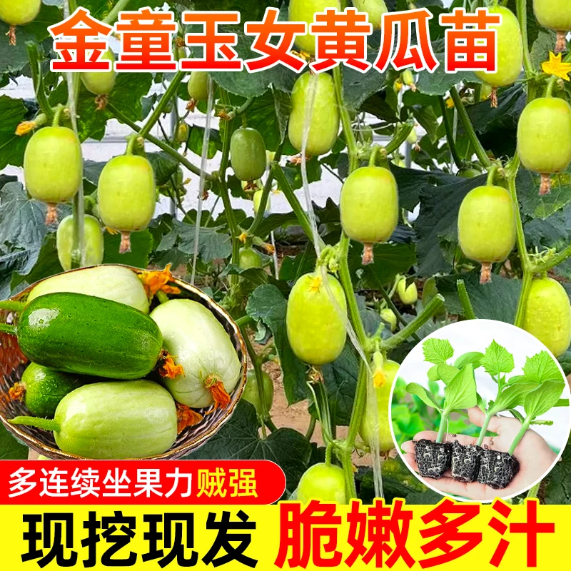 山东寿光迷你金童玉女黄瓜秧苗带土球春秋四季盆栽黄瓜耐寒南北方