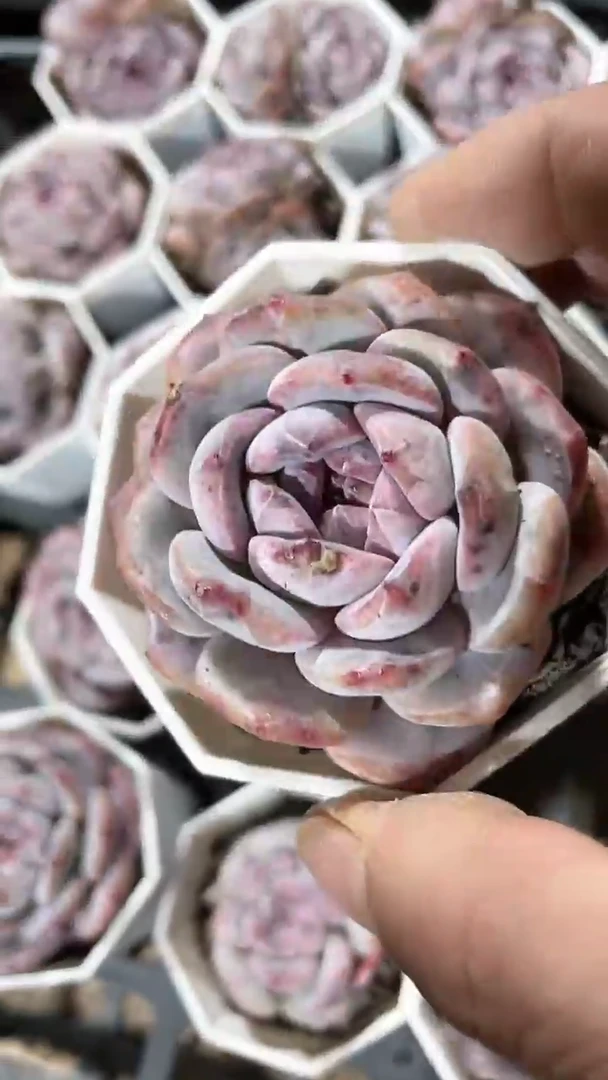 【闪购商品】669多肉