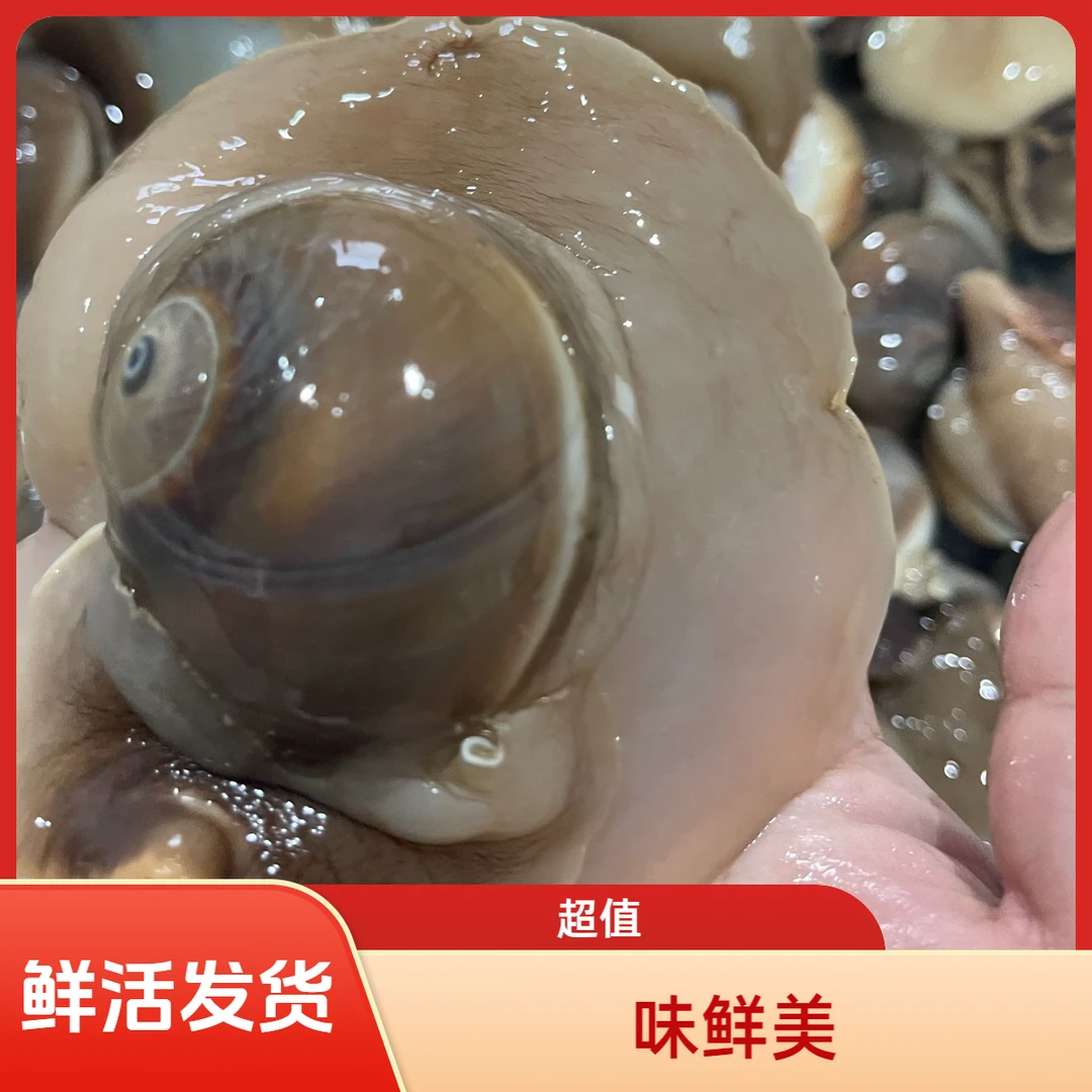 丹东当地香螺8-12头/斤 大猫眼螺 90%无沙顺丰鲜活发货到货不保活